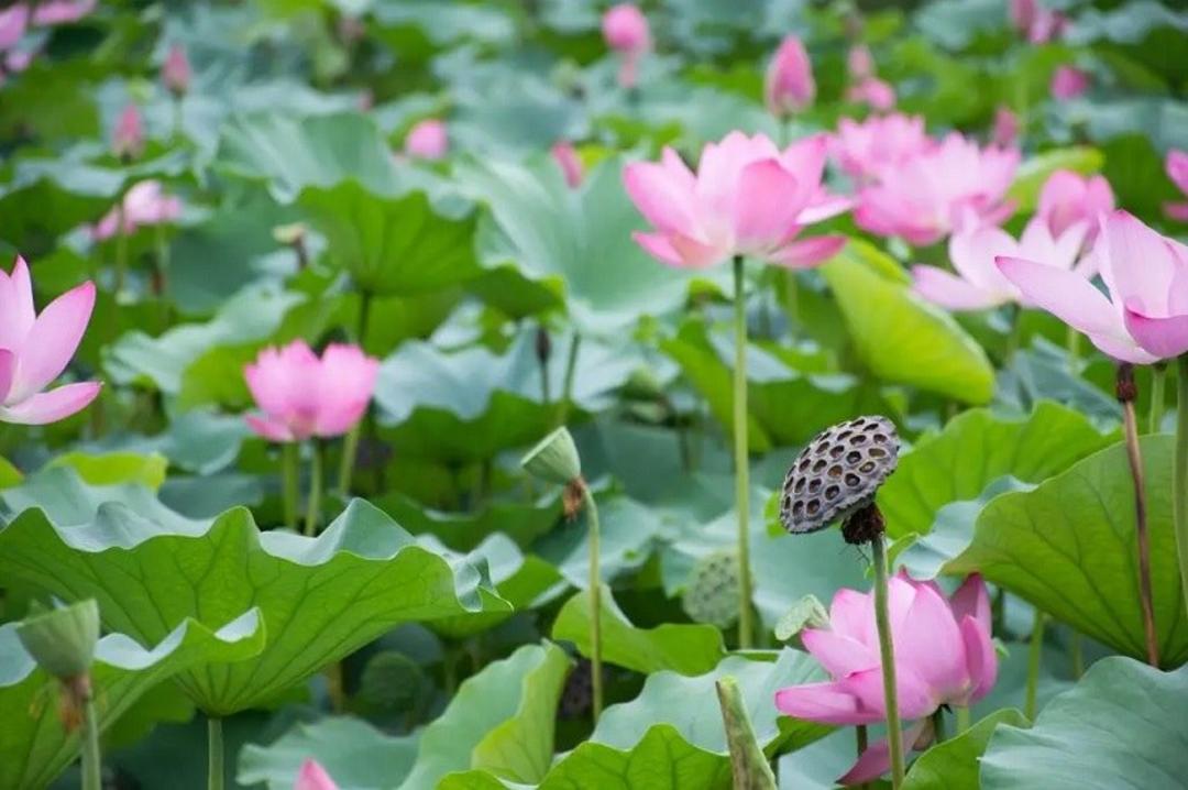 گیاهان پایابی تالاب امیر کلایه