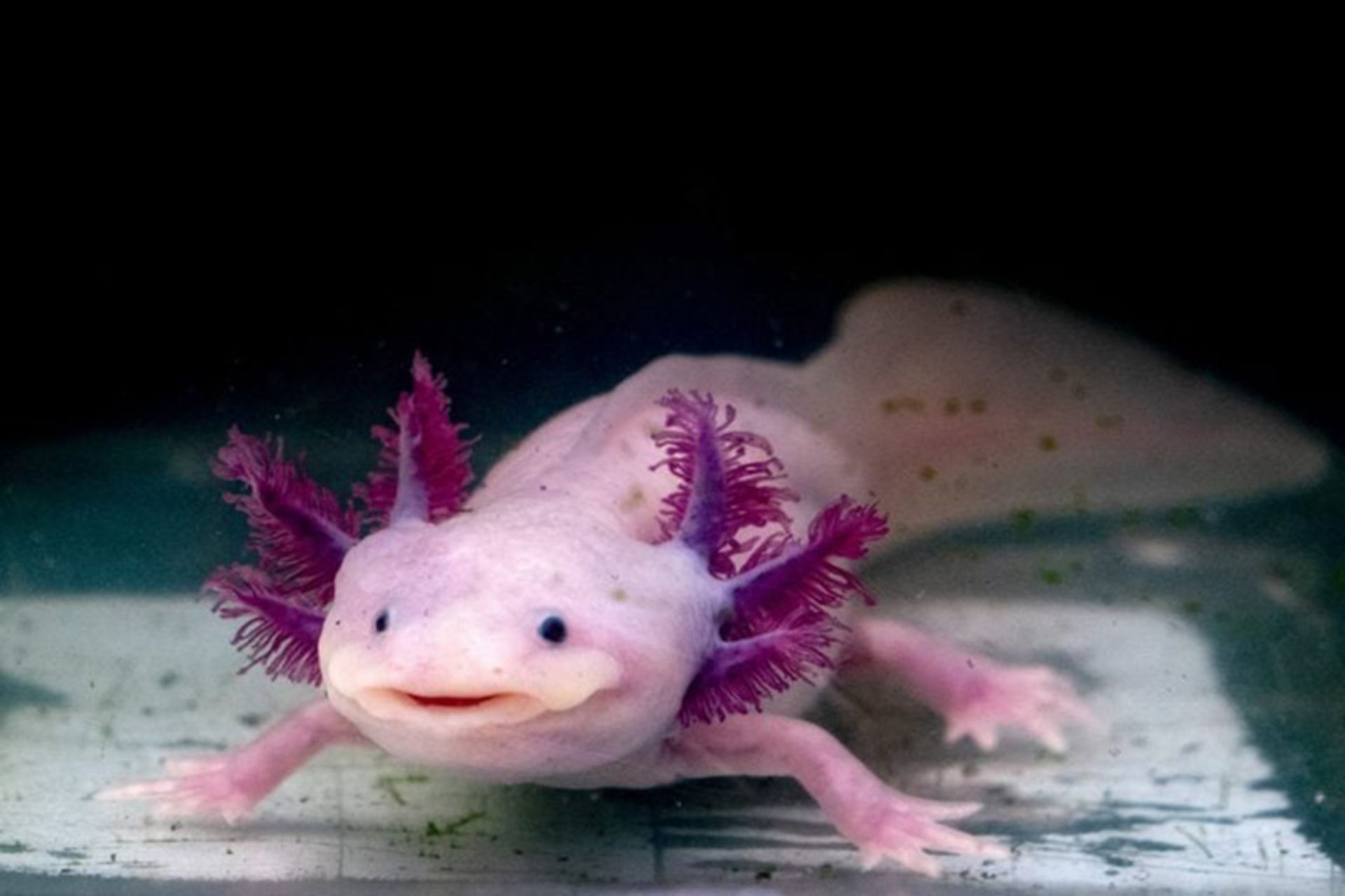 سمندر مکزیکی (Axolotl)