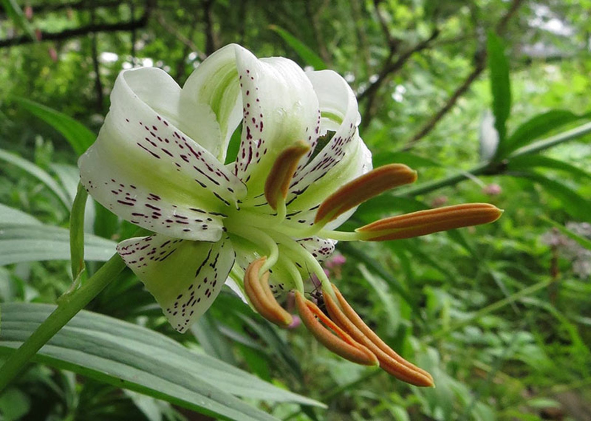 گل سوسن چراغ از نمای روبرو