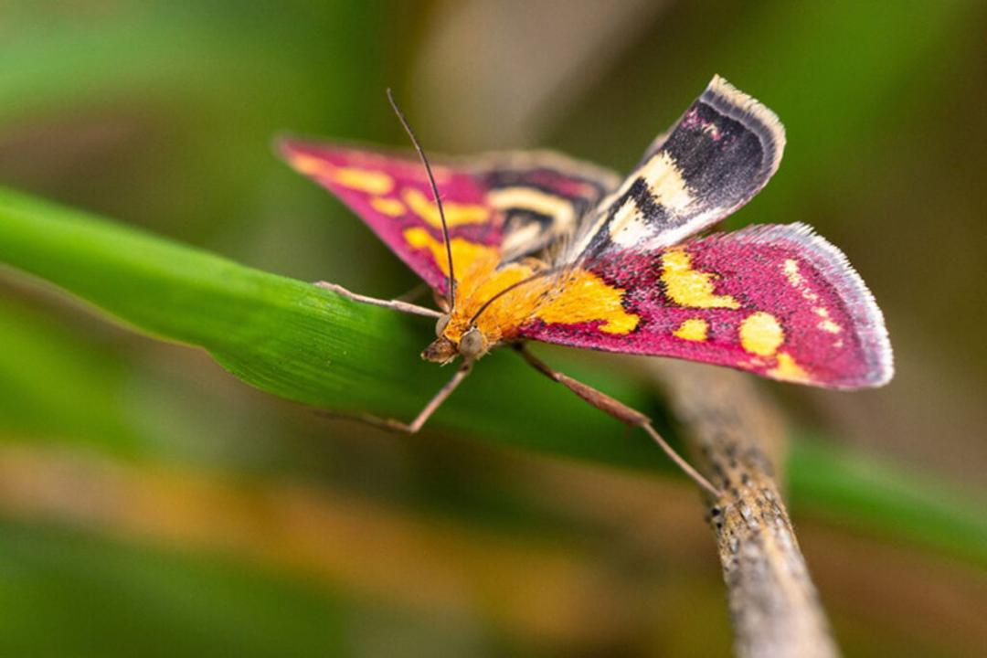 پروانه بنفش صورتی با لکه های طلایی (Pyrausta purpuralis)