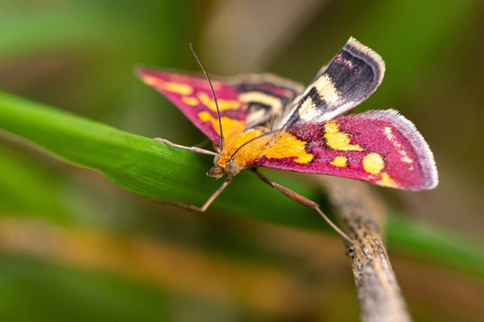 پروانه بنفش صورتی با لکه های طلایی (Pyrausta purpuralis)