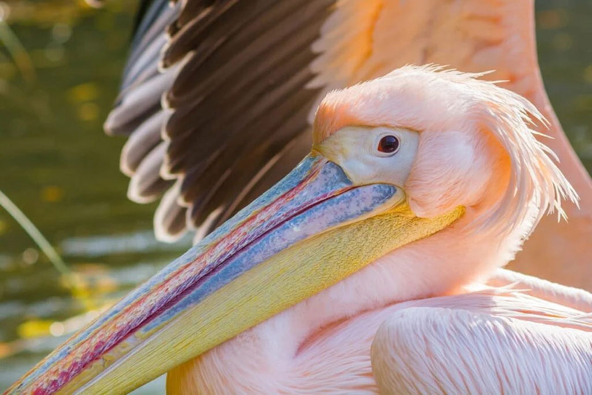 پلیکان صورتی (Rosy Pelican)