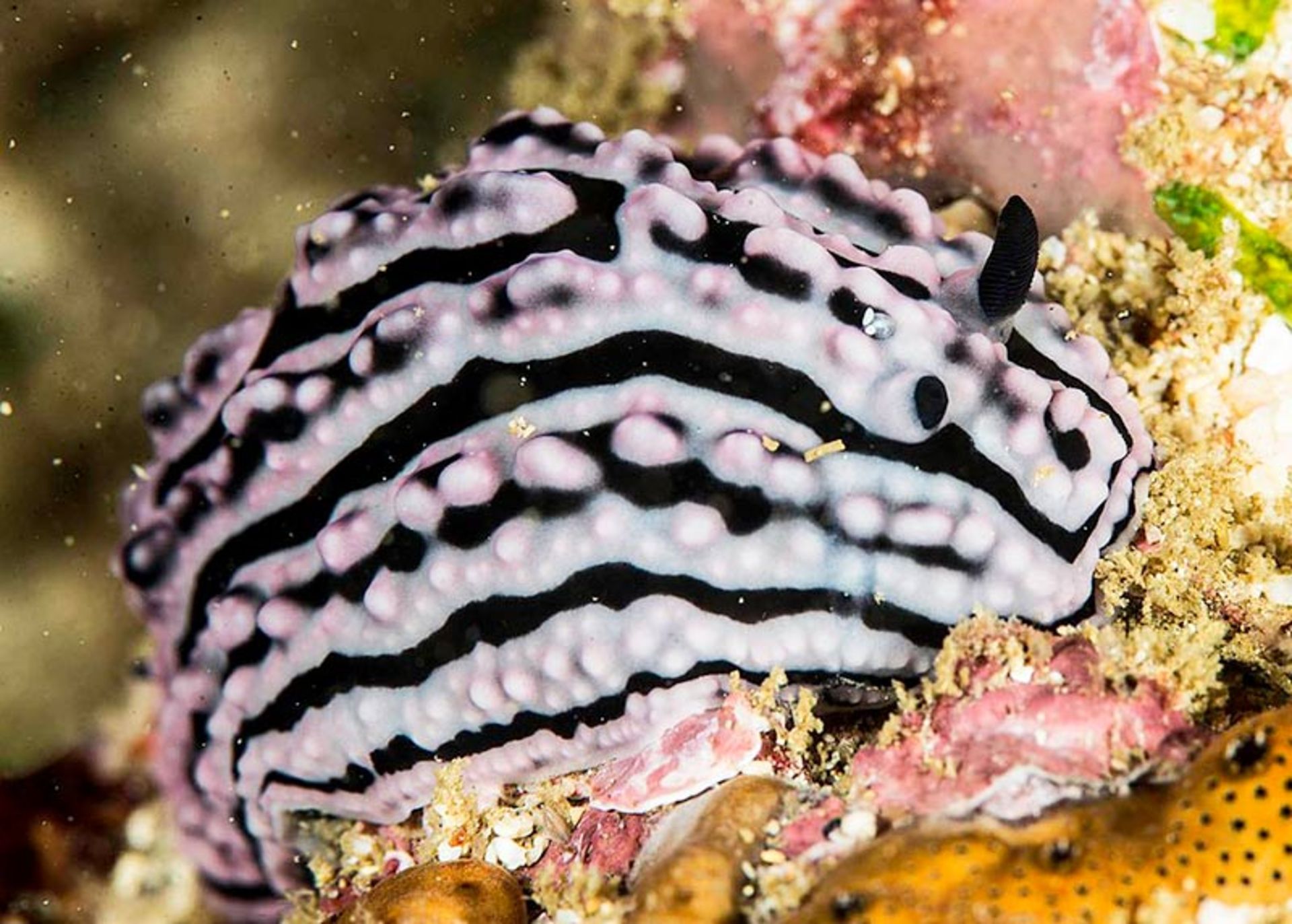 حلزون جوشدار دریایی (Phyllidiella Pustulosa) 