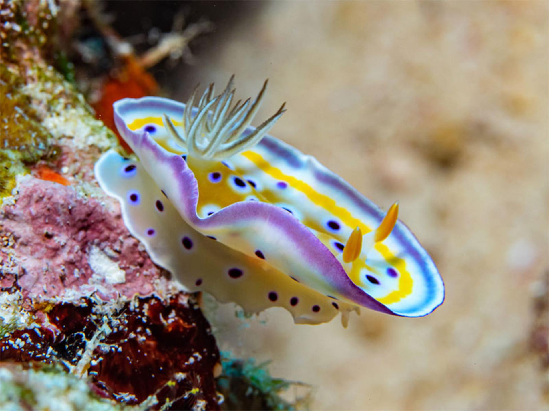 نوعی حلزون دریایی زرد رنگ به نام Yellow-Nudibranch