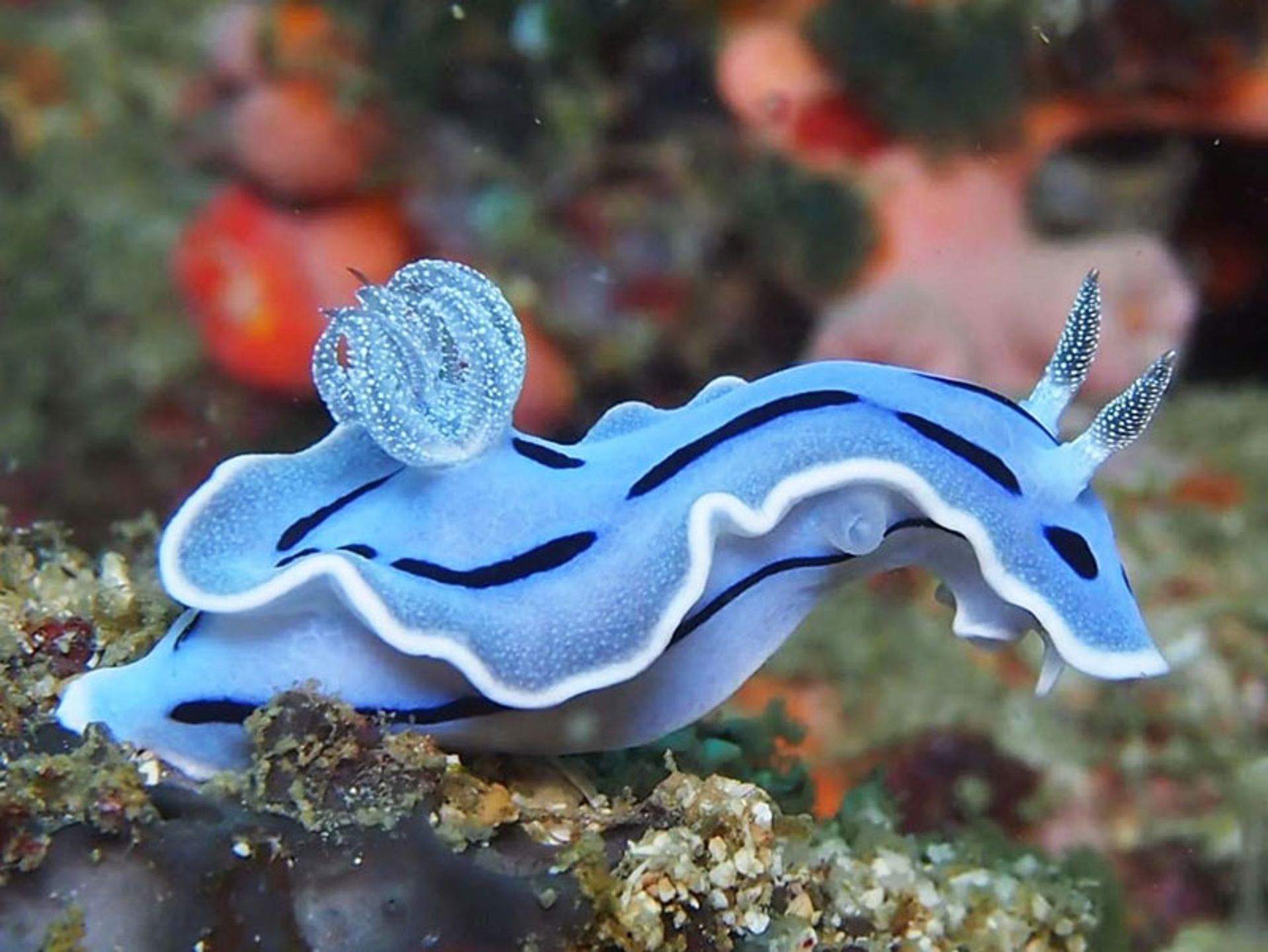 حلزون دریایی آبی رنگ به نام Pale Blue Nudibranch