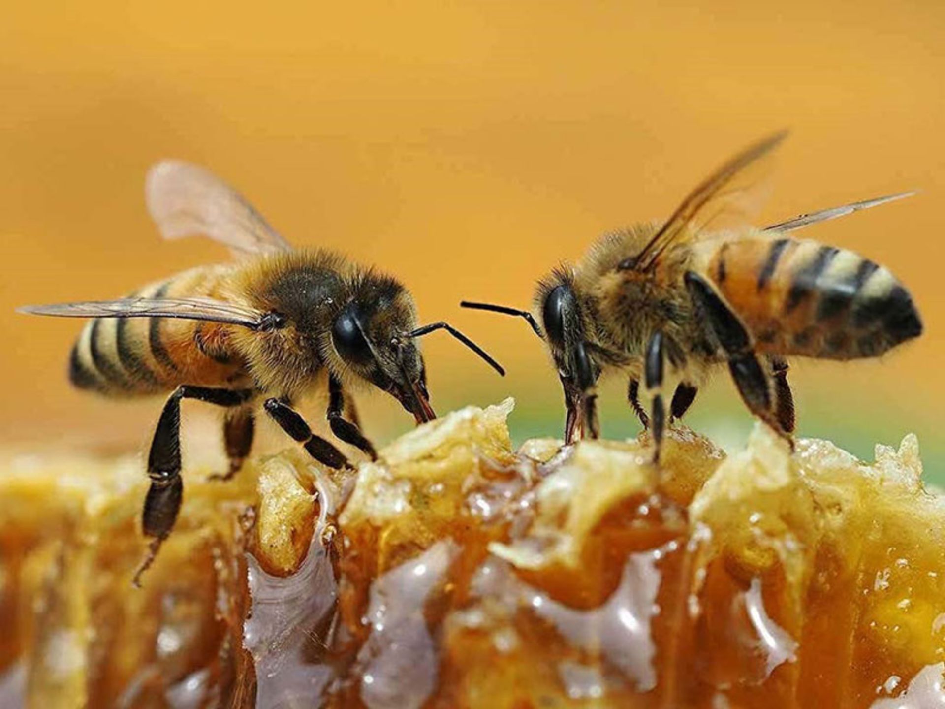 زنبور عسل روی موم عسل؛ منبع عکس: Bee Culture؛ عکاس: نامشخص