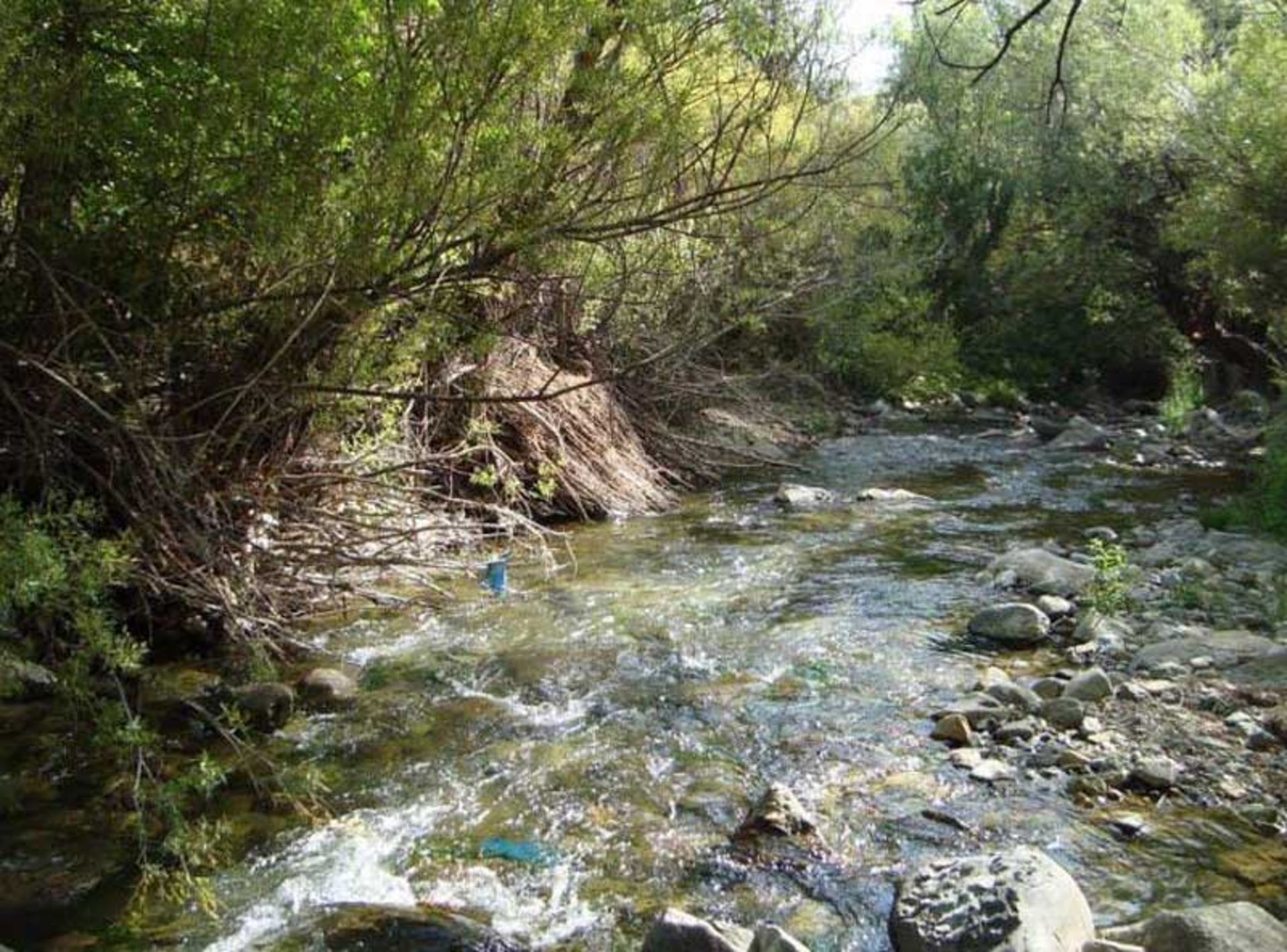 رودخانه خروشان در نزدیکی روستای ارنگه چالوس کنار درختان سبز، باشگاه خبرنگاران جوان، عکاس نامشخص
