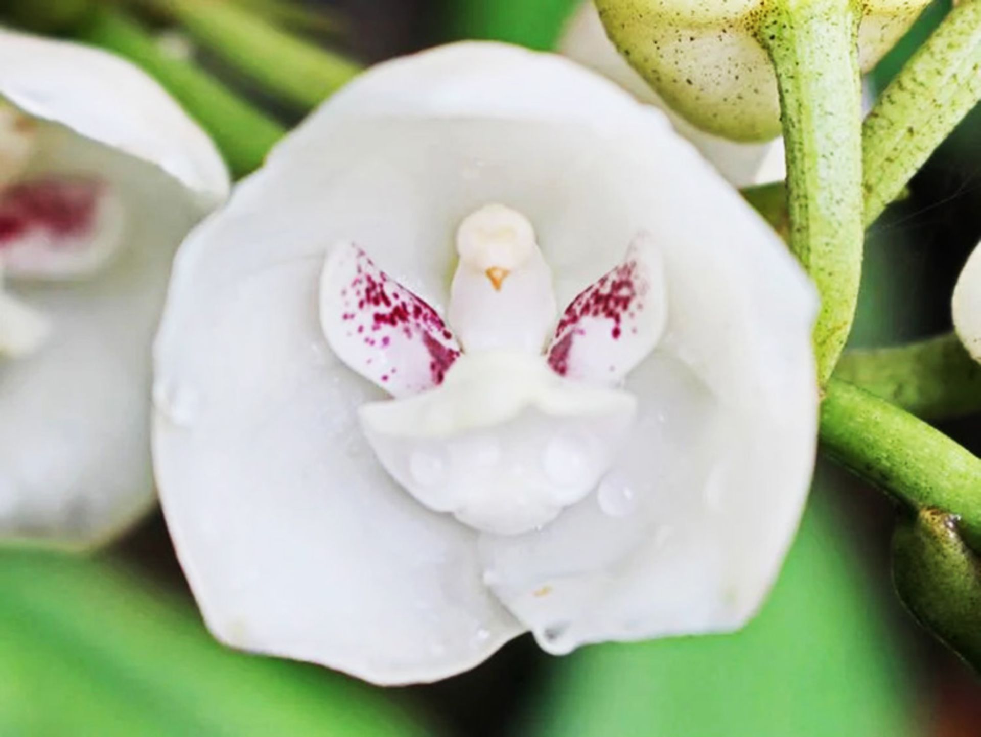 ارکیده کبوتر یا روح القدس Dove Orchid Or Holy Ghost Orchid (Peristeria elata)