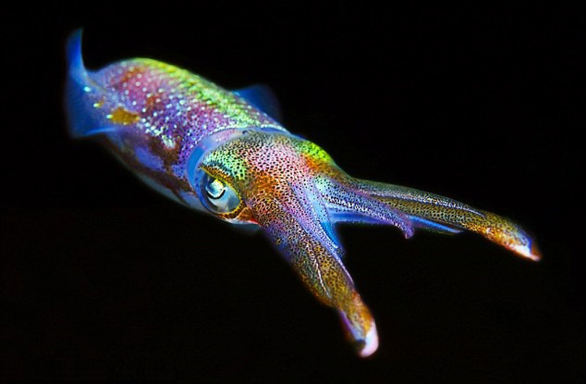 موجود آبزی به نام Disco-Squid