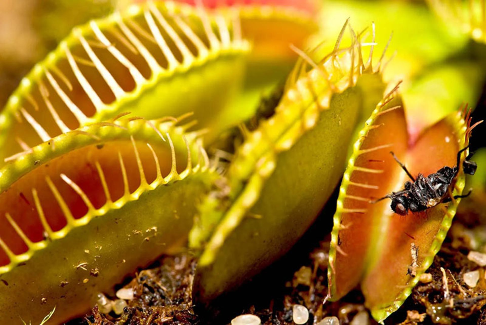  تله مگس یا ونوس حشره خوار Venus-Flytrap-(Dionaea-Muscipula)