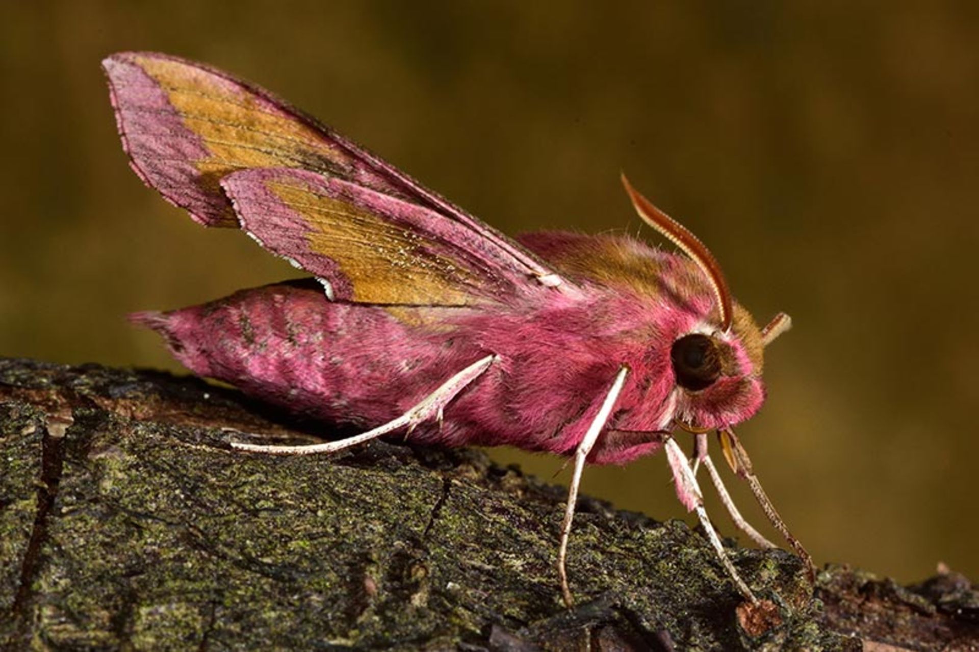 نوعی پروانه صورتی (small-elephant-hawk-moth)