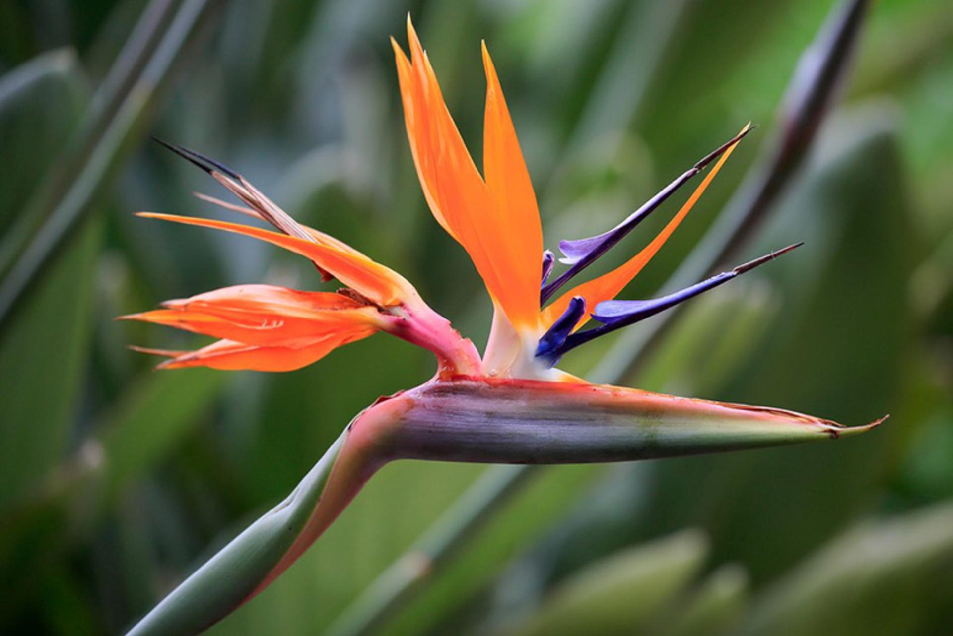 گل مرغ بهشتی Birds of Paradise (Strelitzia)
