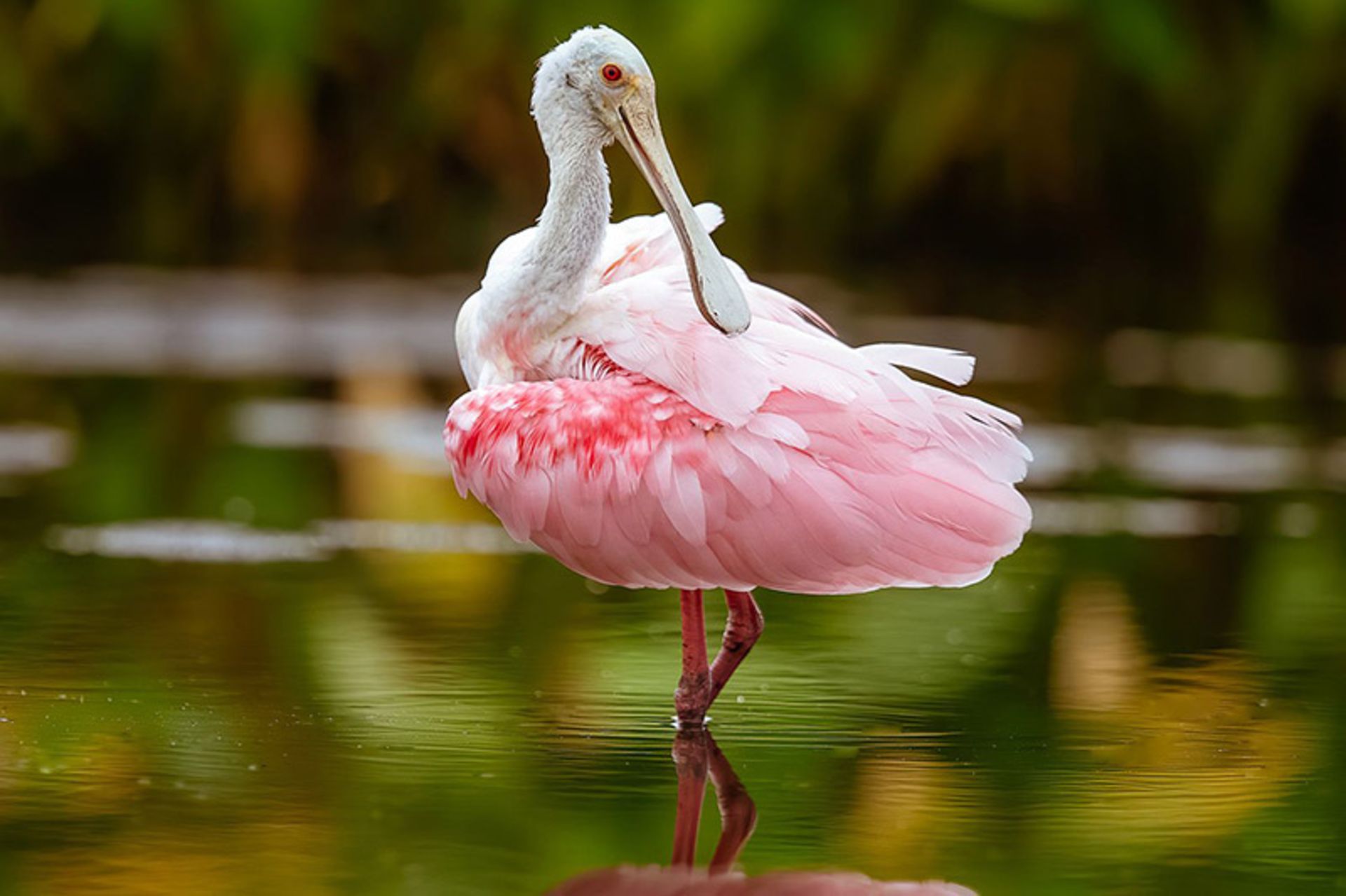 کفچه نوک گلگون (roseate spoonbill)