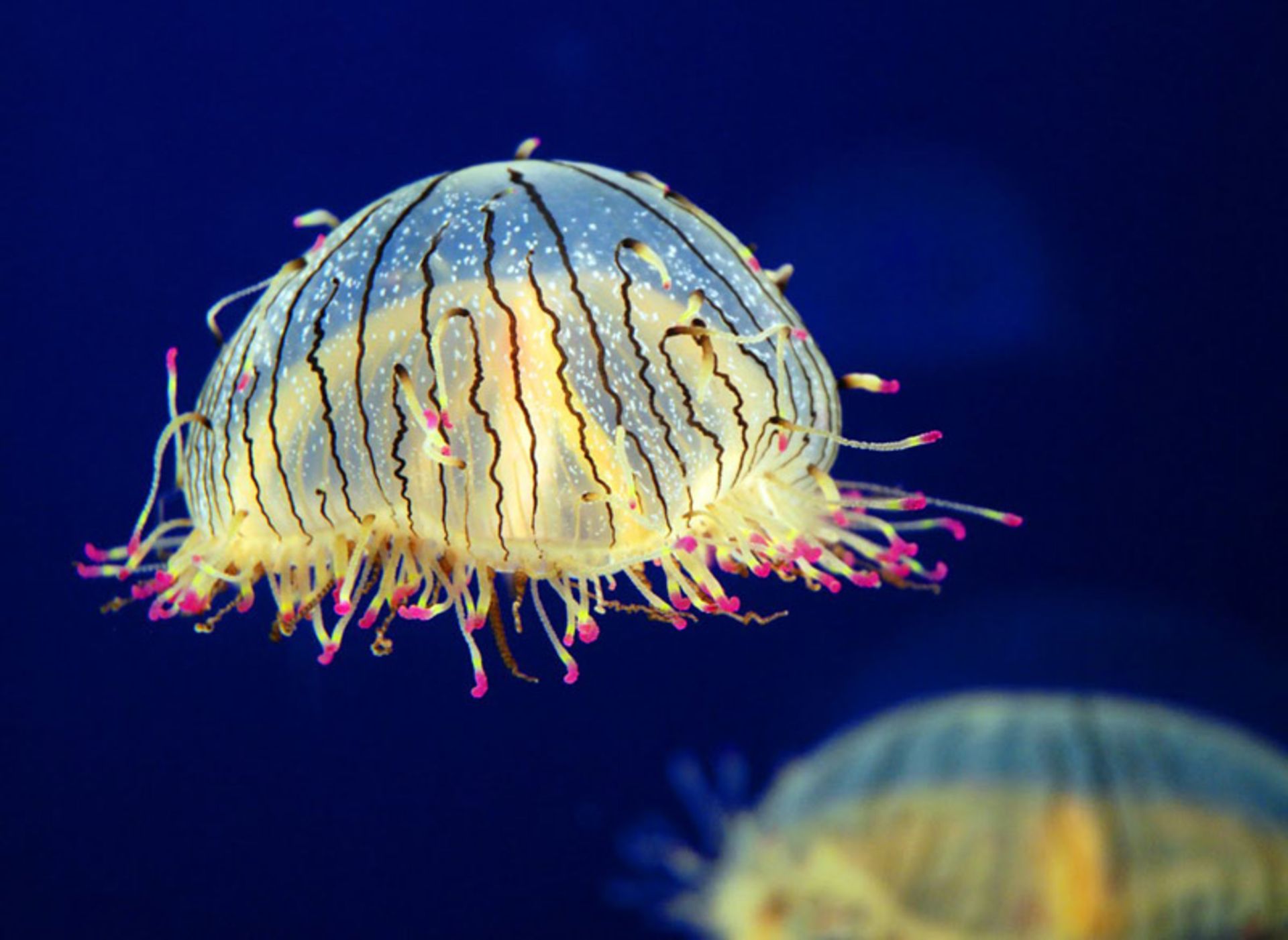 ژله کلاه گلی (Flower Hat Jelly) 