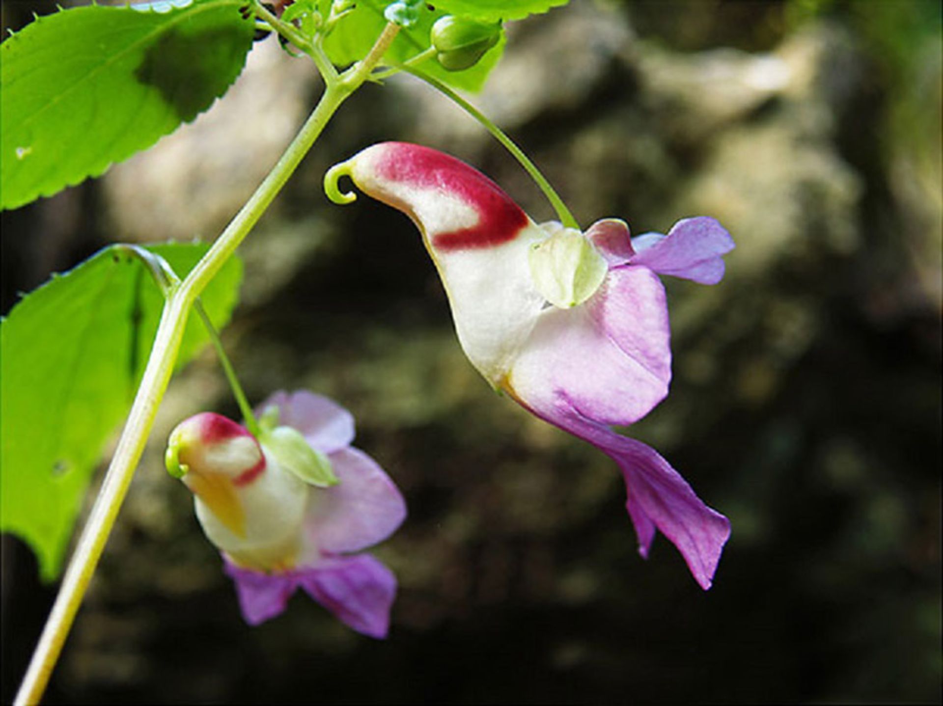 گل طوطی Parrot Flower (Impatiens psittacina)
