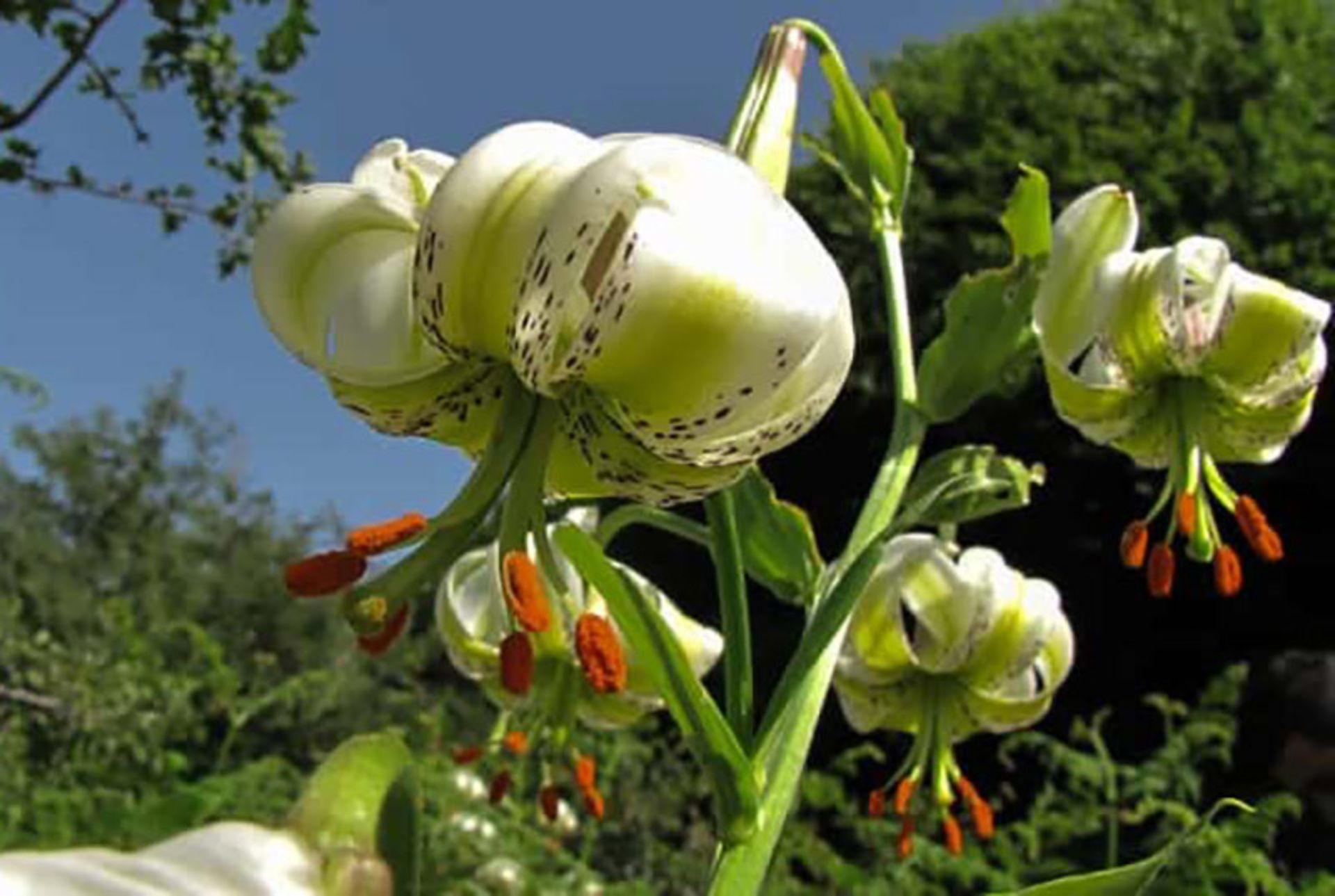 سوسن سفید ایرانی 