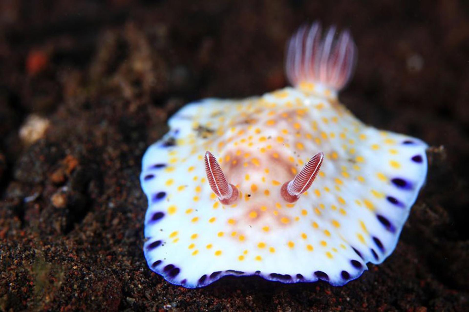 حلزون دریایی رنگارنگ به نام Chromodoris Alius