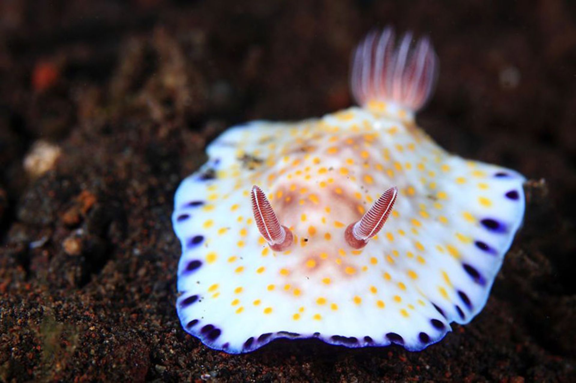 حلزون دریایی رنگارنگ به نام Chromodoris Alius