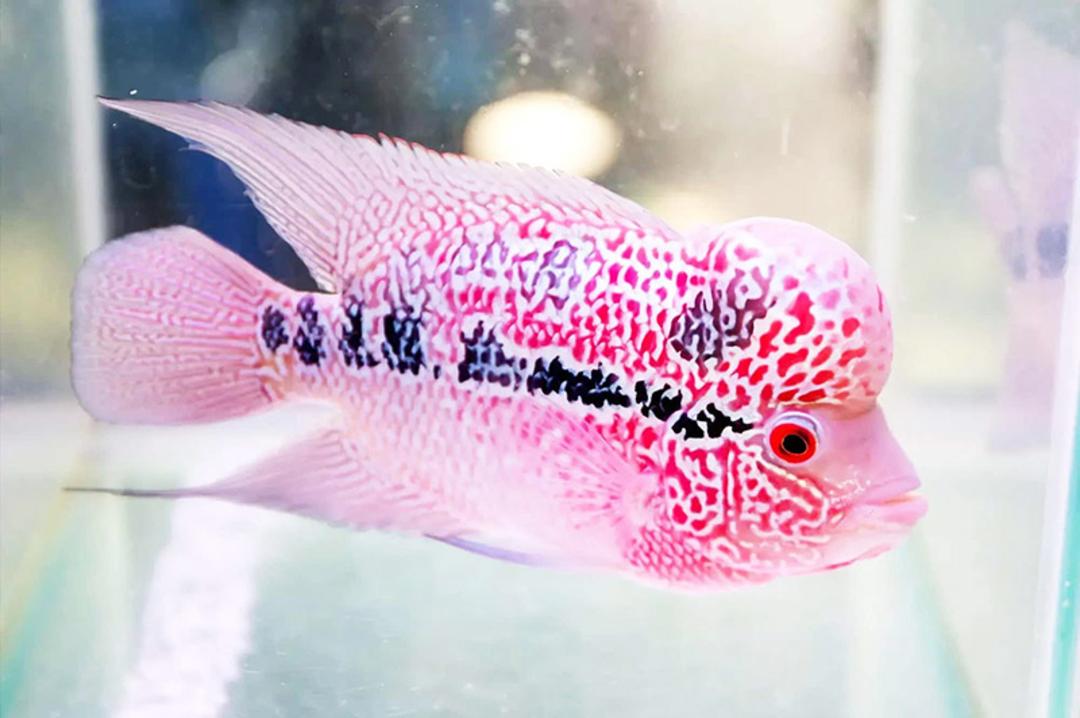 ماهی شاخ گل (flowerhorn)