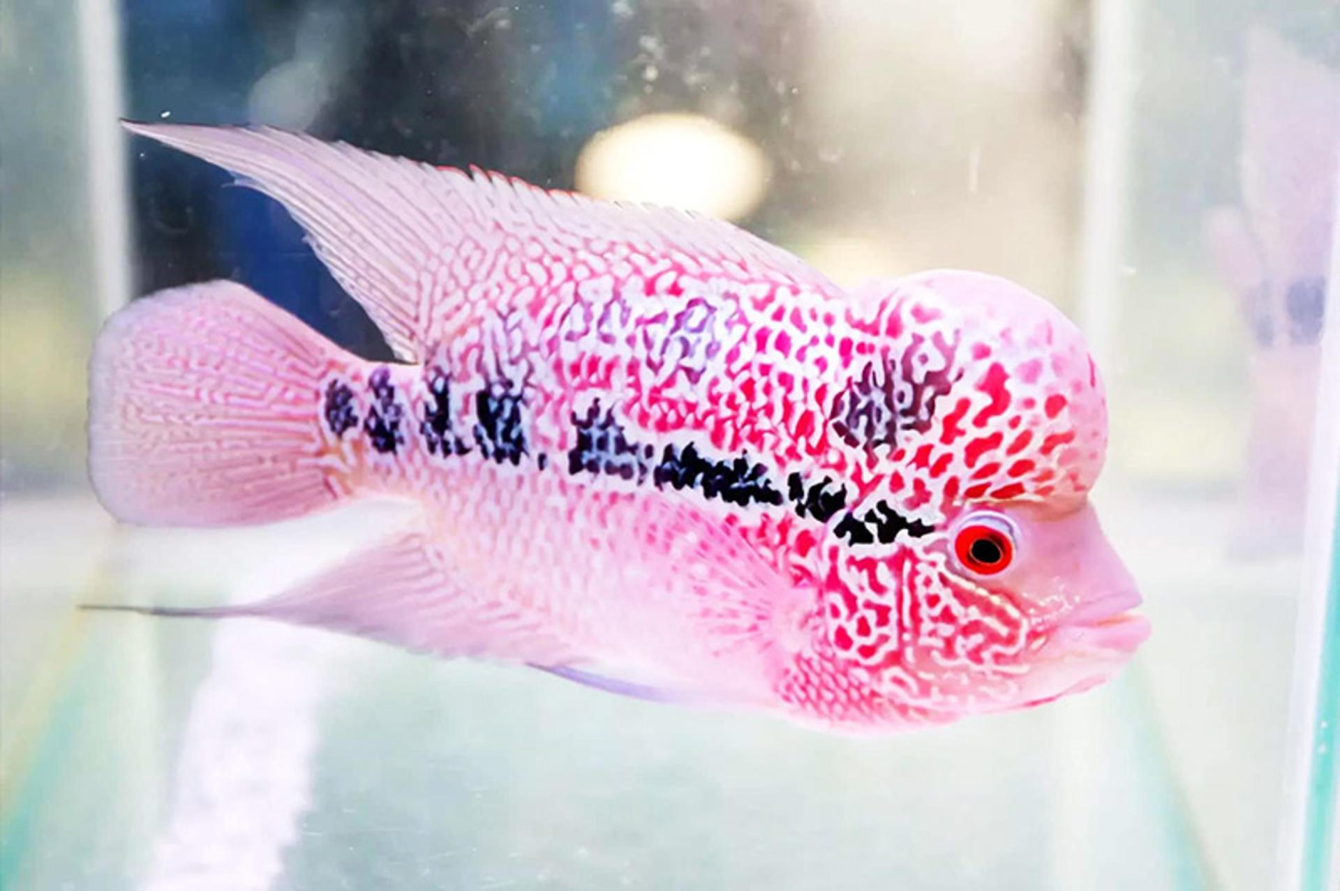 ماهی شاخ گل (flowerhorn)