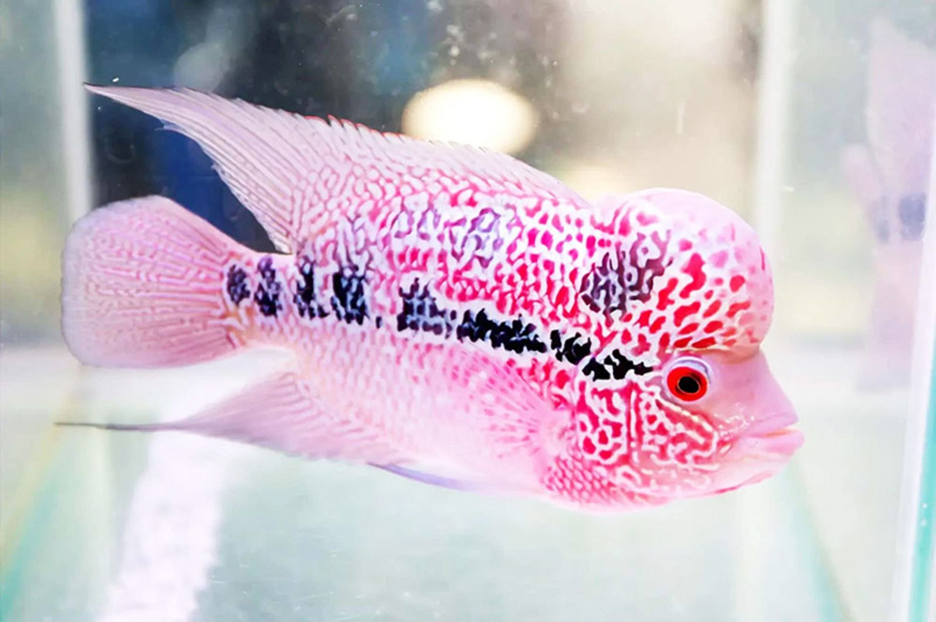 ماهی شاخ گل (flowerhorn)