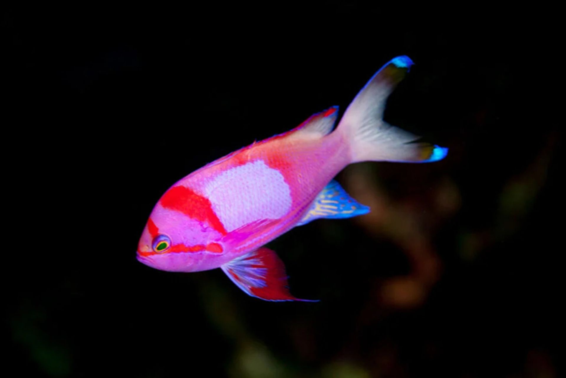 ماهی آنتیاس گوژپشت (Squarespot anthias)