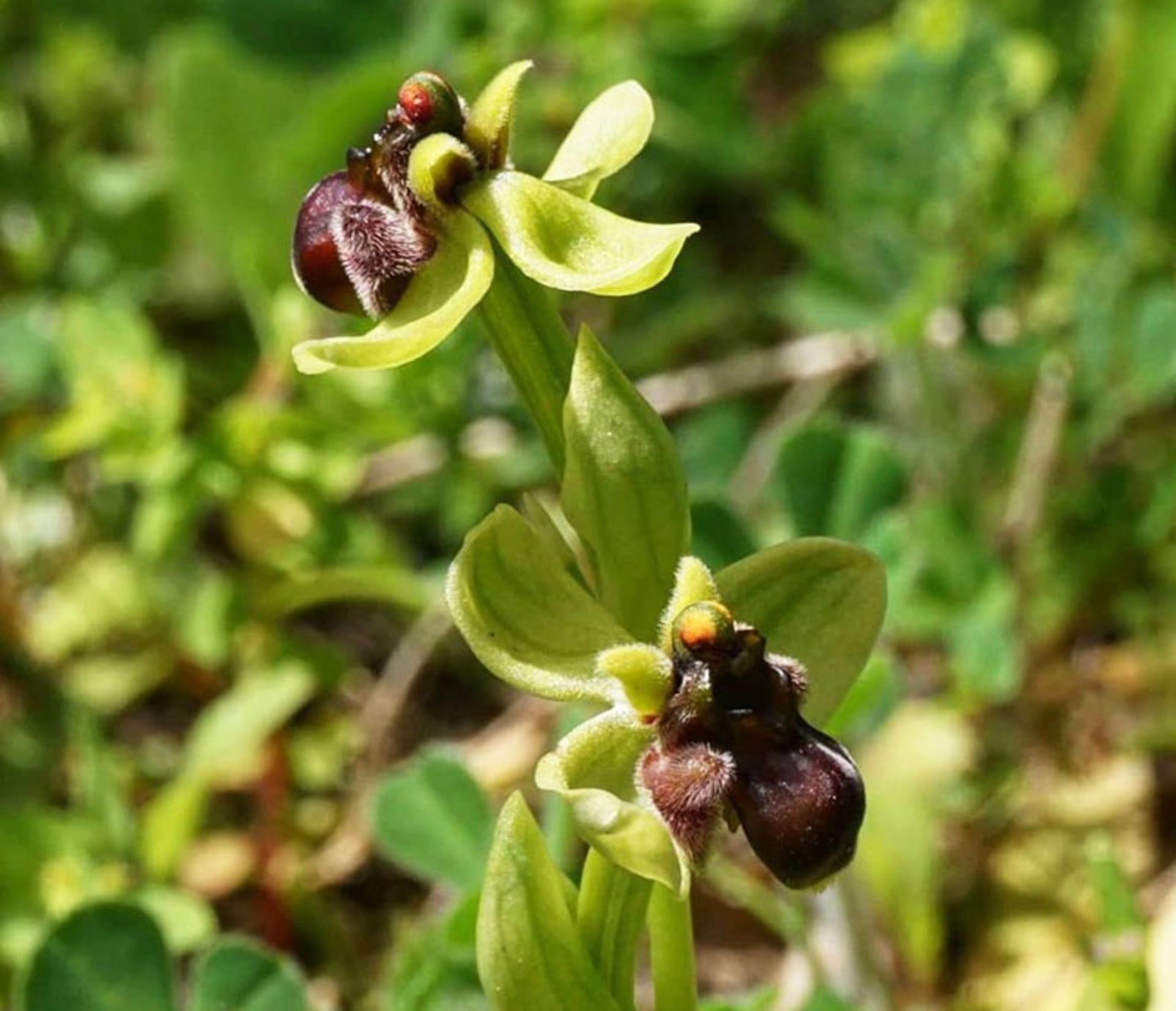 ارکیده مگسی Fly Orchid (Ophrys insectifera)