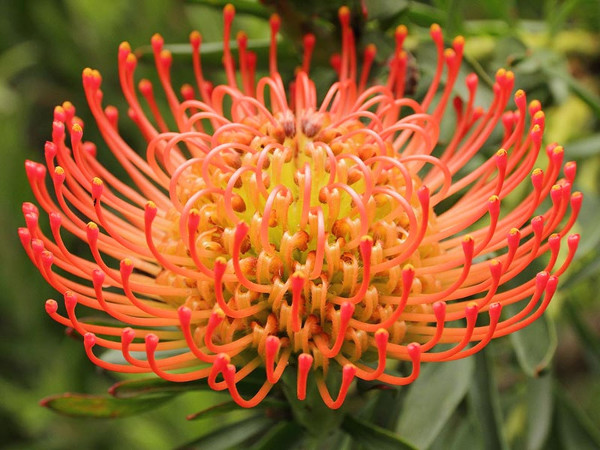 شعله آتش یا کاترین چرخشی Protea Pinwheel (Leucospermum catherinae)