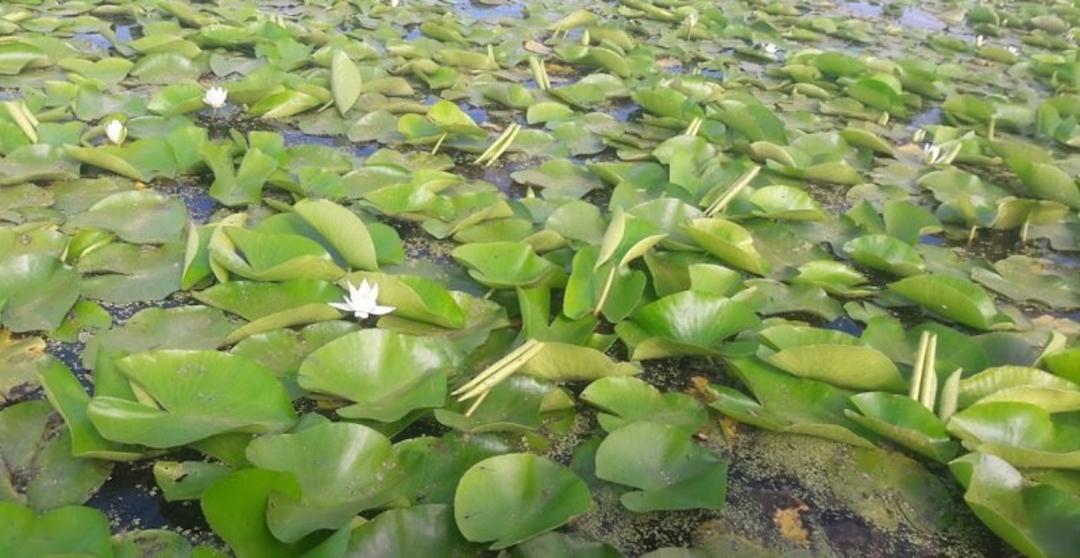 گیاهان غوطه ور تالاب امیر کلایه