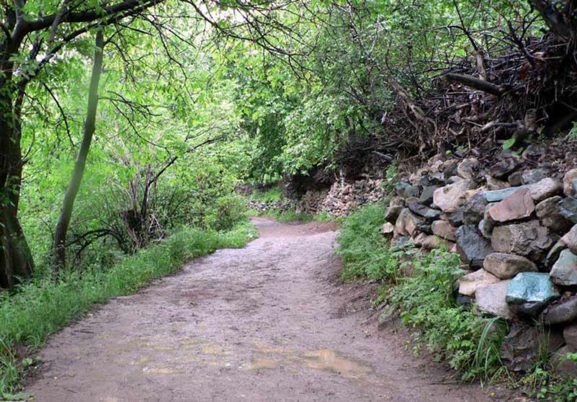 مسیر طبیعت گردی میان درختان سرسبز روستای آهار، ایلیا گشت، عکاس نامشخص