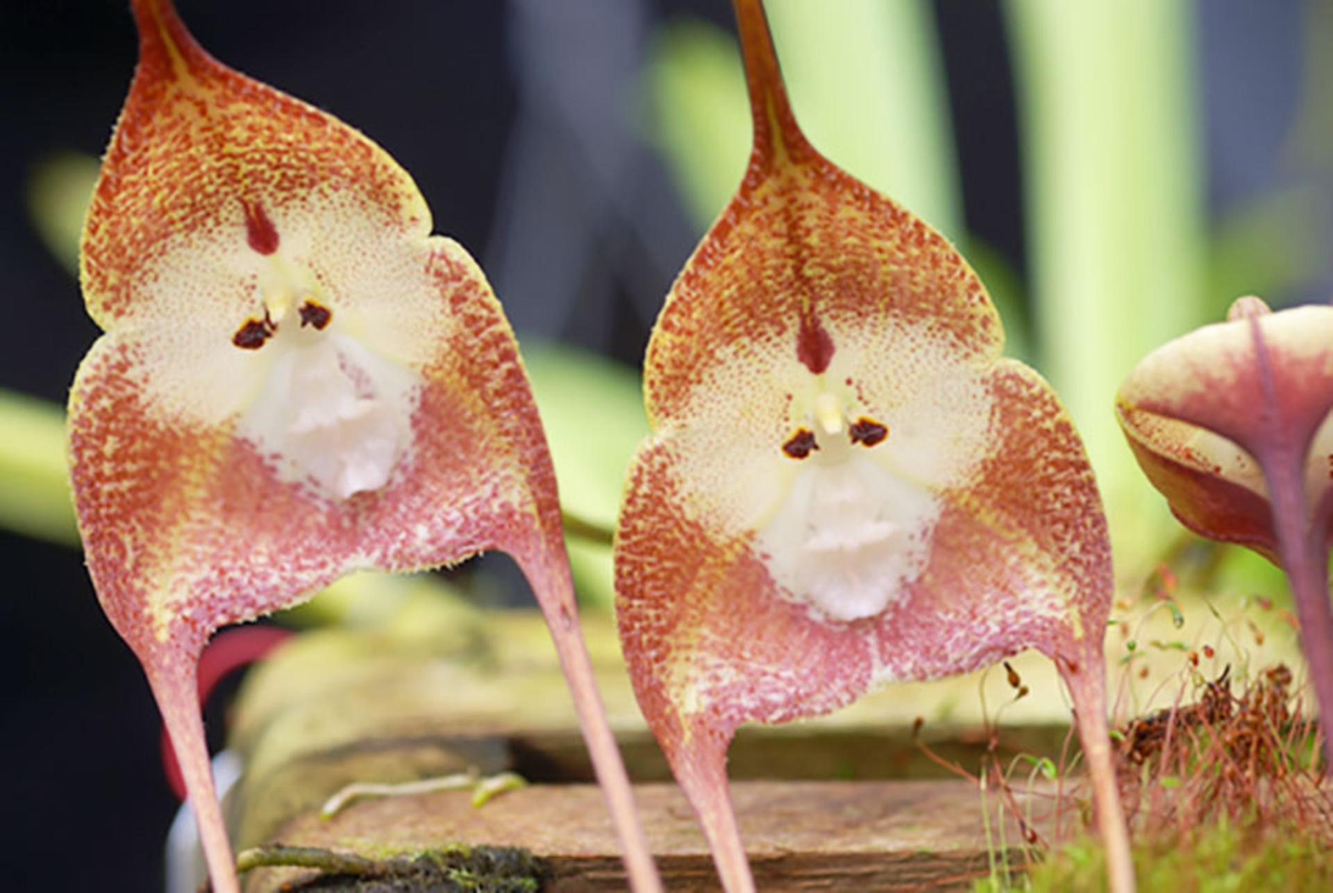 ارکیده صورت میمونی Monkey Face Orchid (Dracula simia)