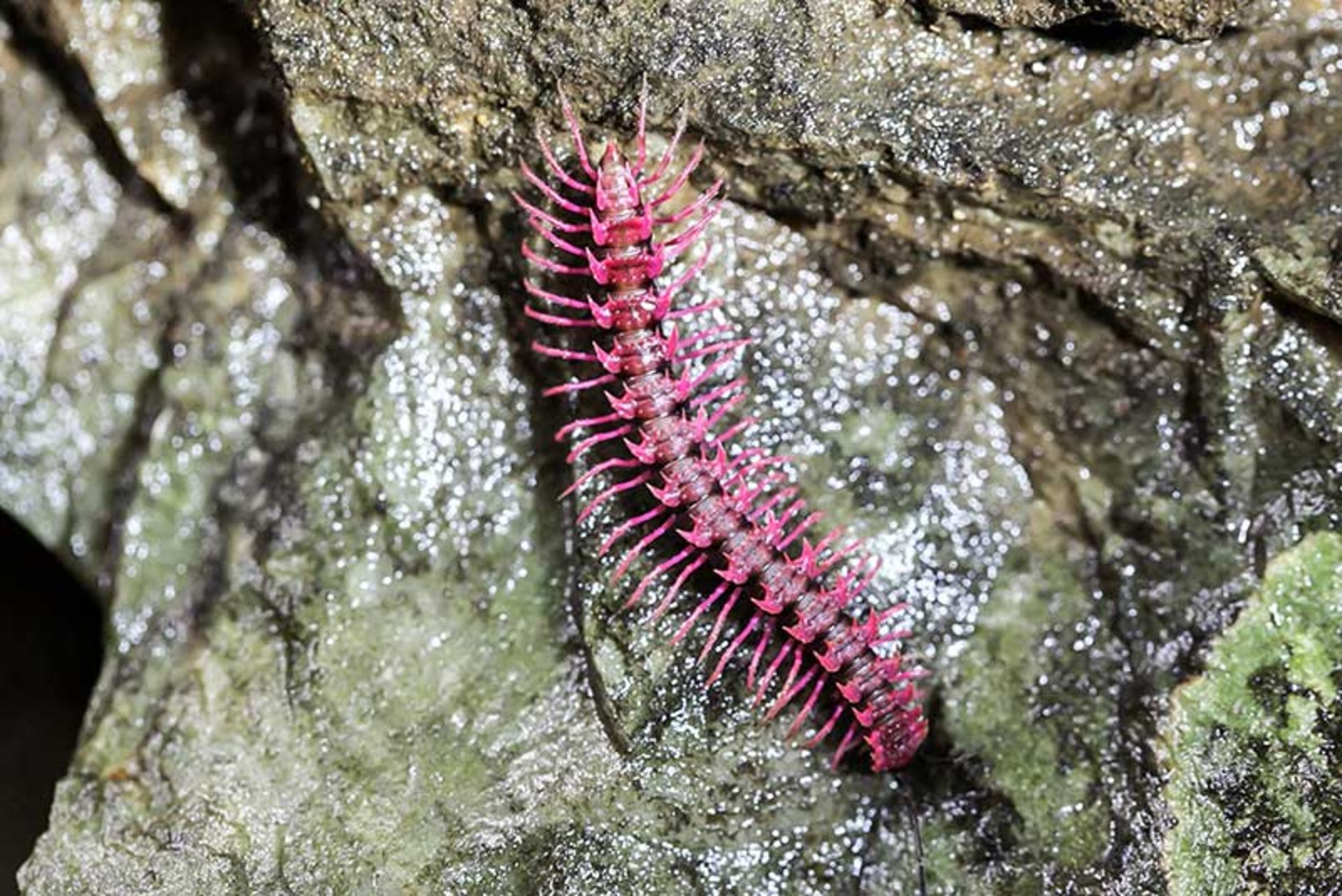هزارپای دریایی صورتی (Pink-Dragon-Millipede)