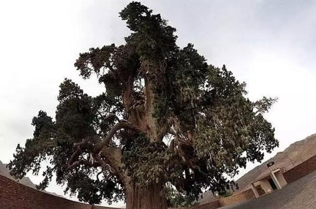 سرو زربین سنگان؛ منبع عکس: سایت golvani.ir؛ عکاس: نامشخص