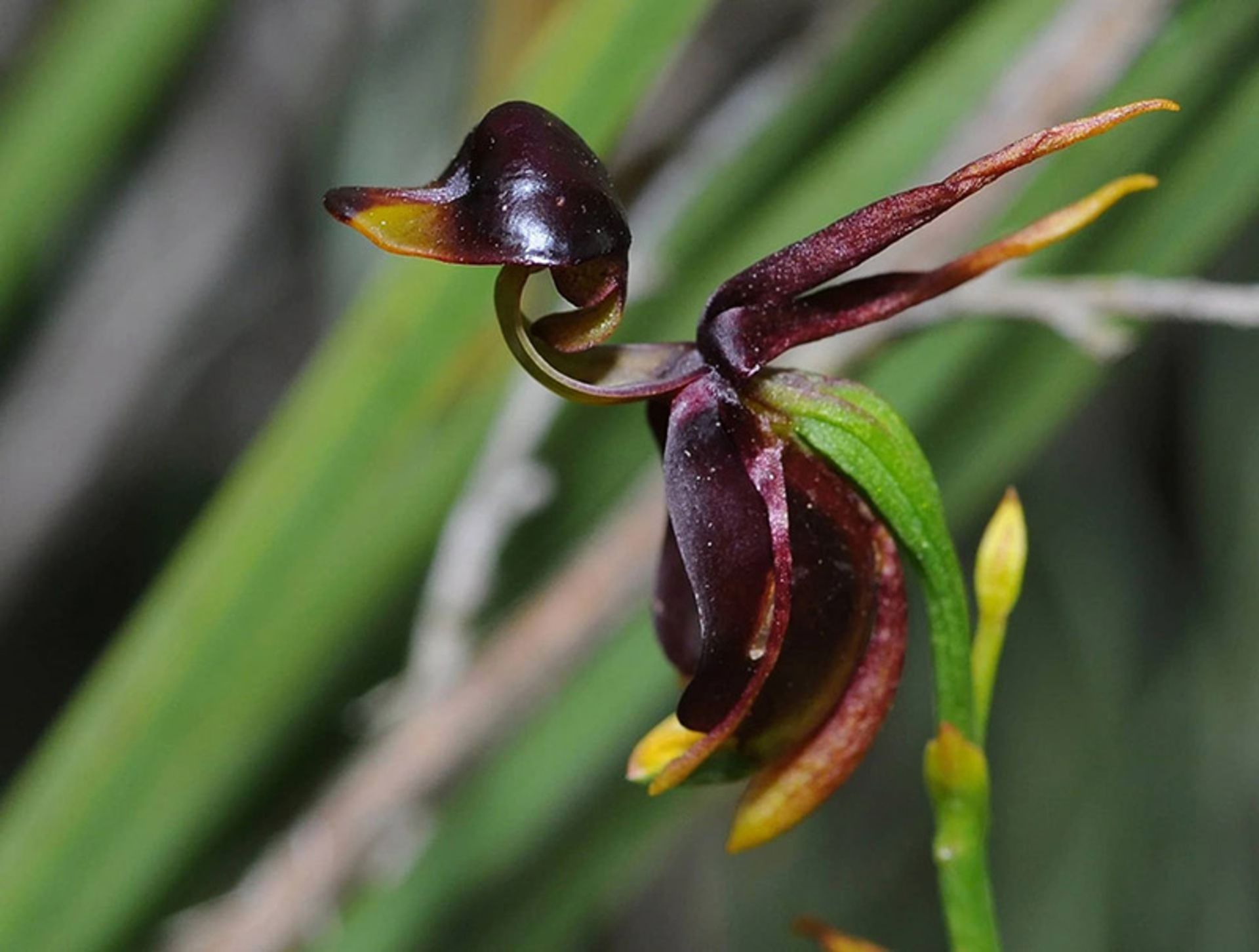 ارکیده اردک پرنده victoria-flying-duck-orchid