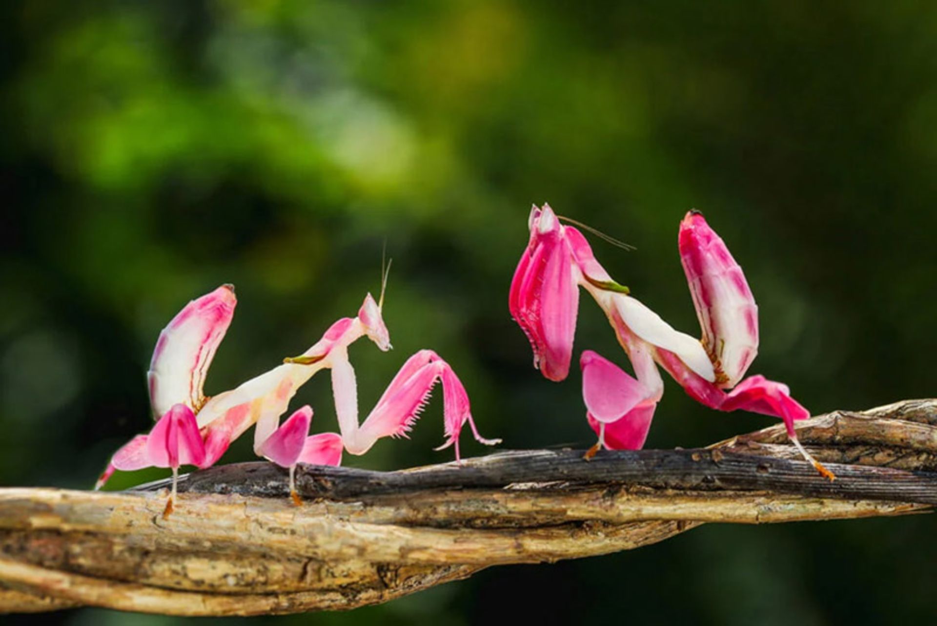 آخوندک ارکیده (Orchid-Mantis)