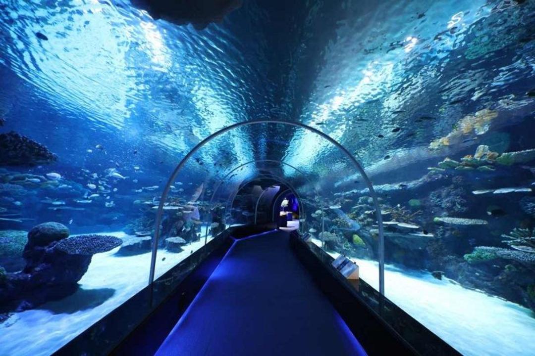 آکواریوم مسیعید-منبع عکس visitorscenter.mwani- عکاس نامشخص.jpg