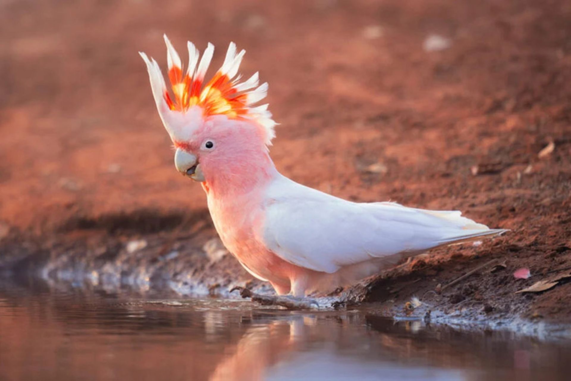 طوطی کاکلی صورتی (Major-Mitchells-Cockatoo)