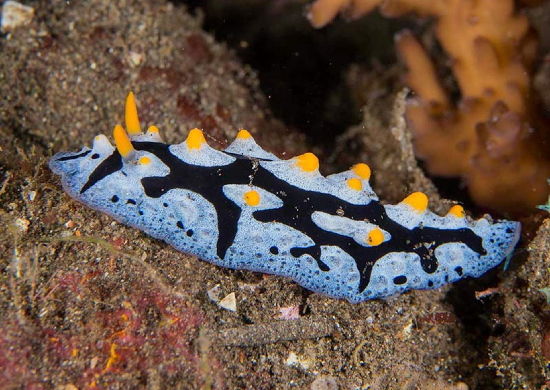 حلزون دریایی به نام Phyllidia Picta
