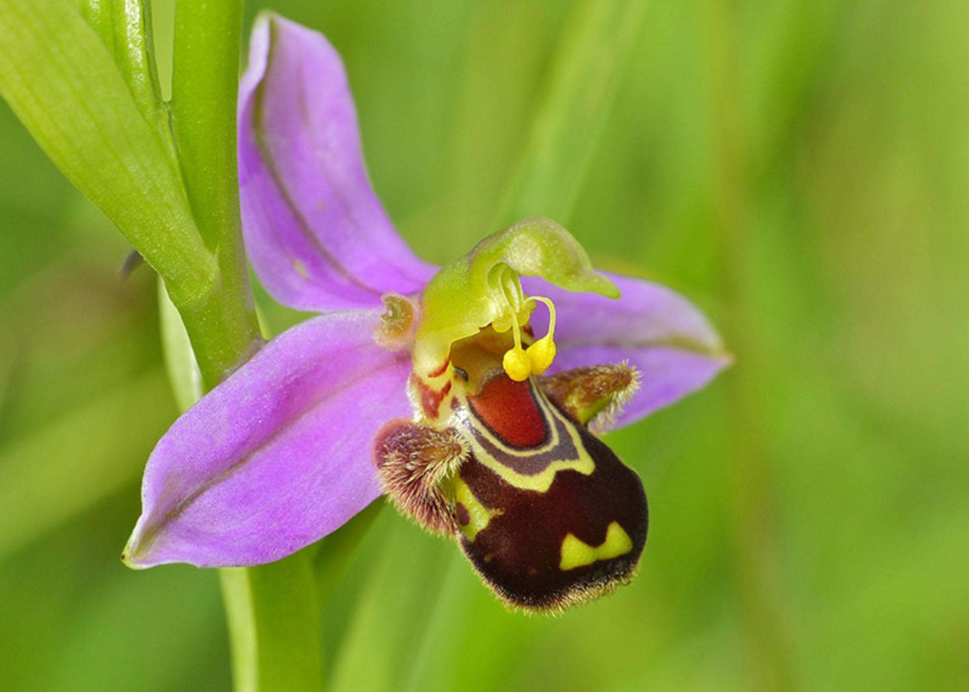 ارکیده زنبوری Bee Orchid (Ophrys apifera)