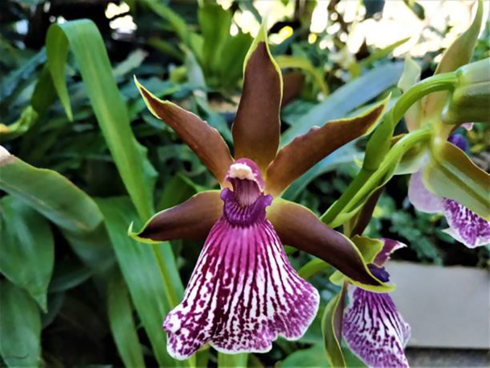 ارکیده فرشته Angel-Orchid-(Zygopetalum-rhein)