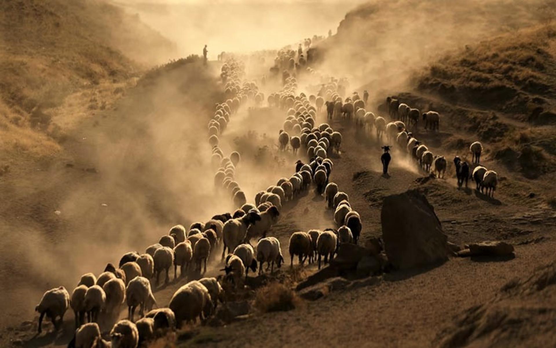 عکس از گله گوسفندان