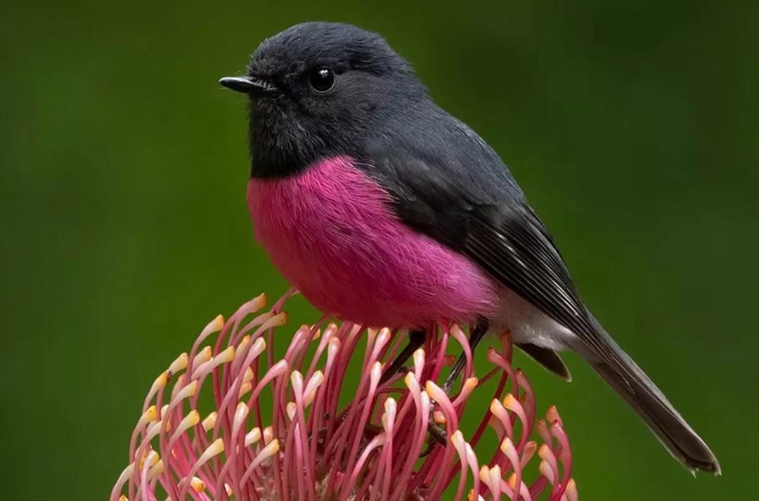 سینه‌سرخ صورتی (pink robin)
