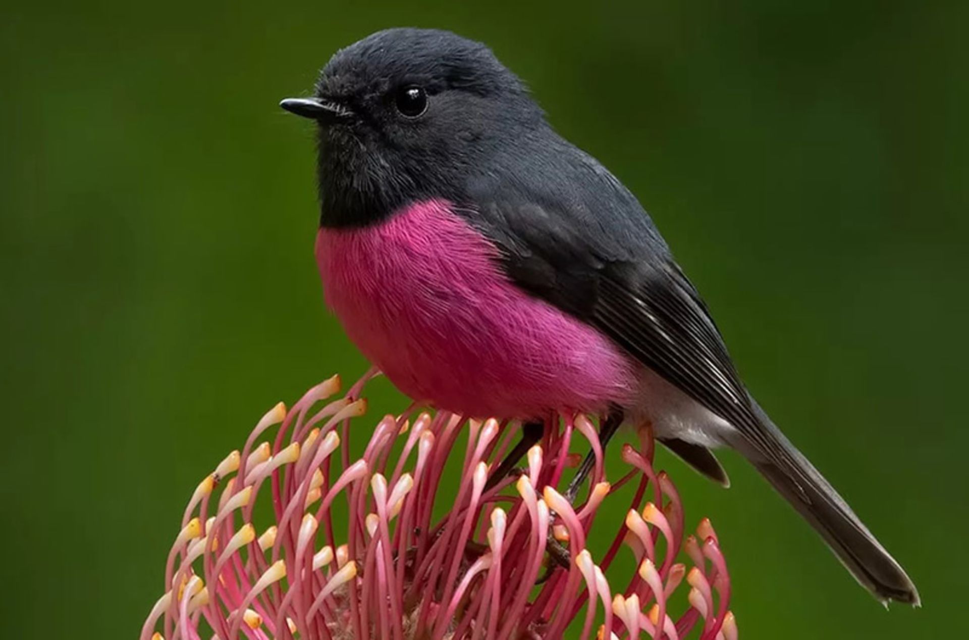 سینه‌سرخ صورتی (pink robin)