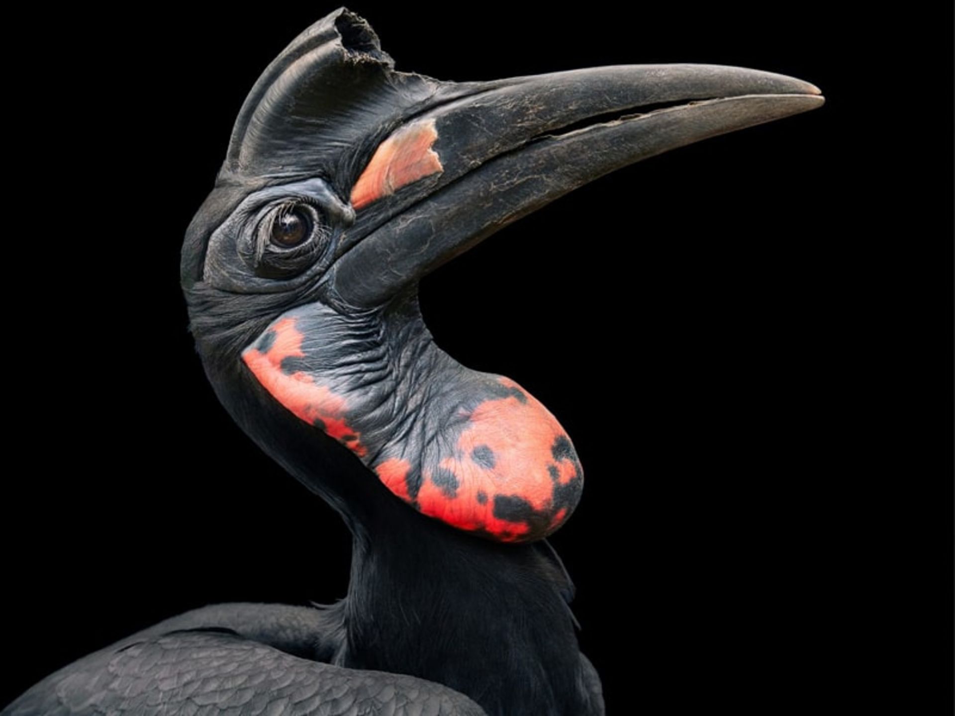 پرتره پرنده سیاه رنگ