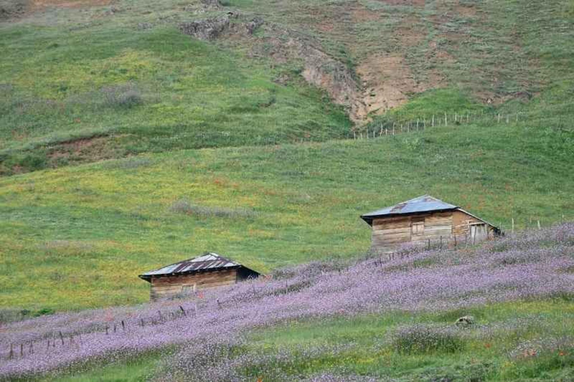 سوباتان گوگل مپ