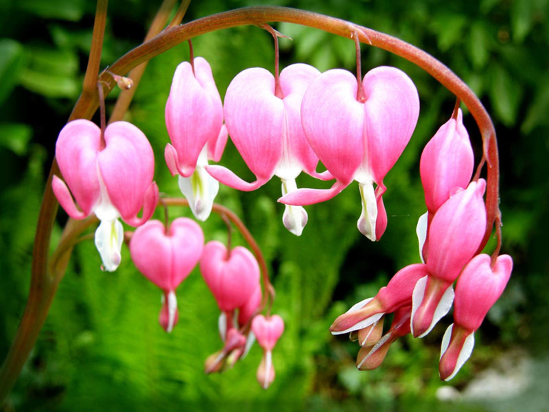 گل قلب خونین Bleeding Heart (Lamprocapnos Spectabilis)
