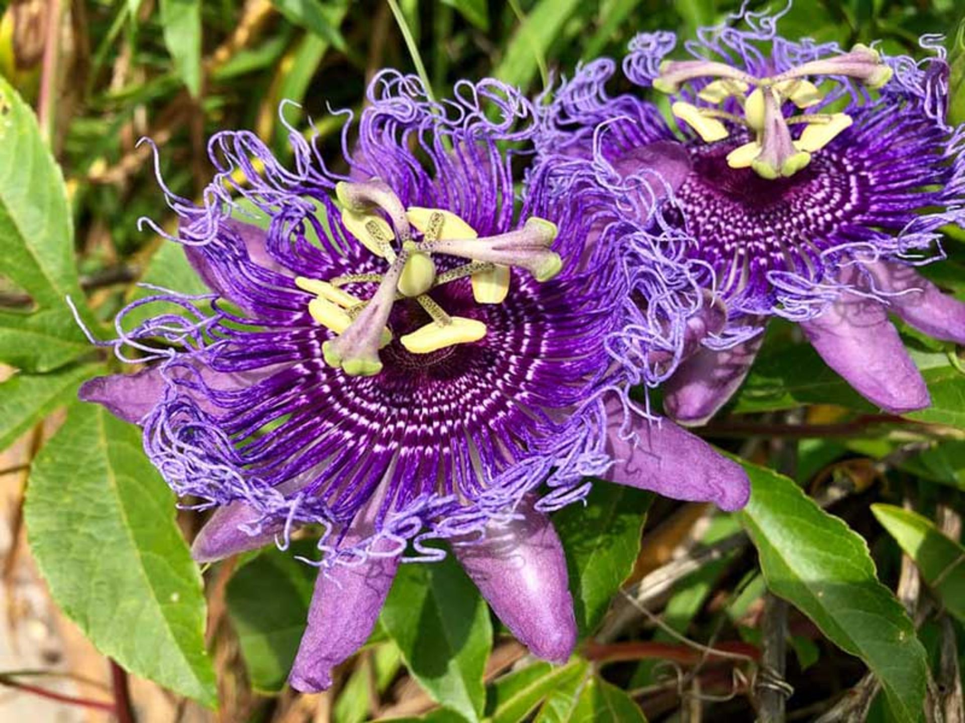 گل ساعتی Passion-Flower (Passiflora-incarnata)