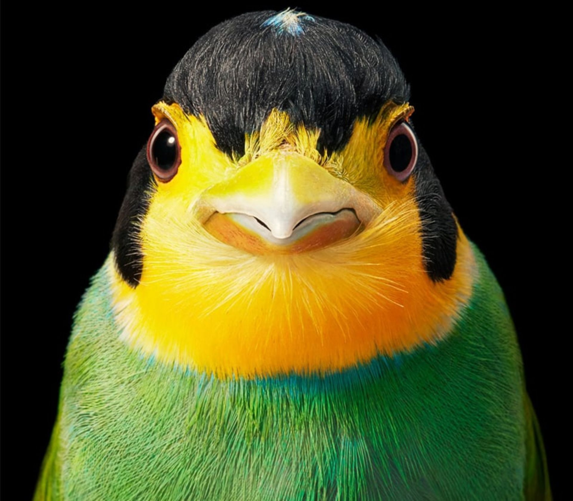پرتره پرنده‌ای با سر سیاه
