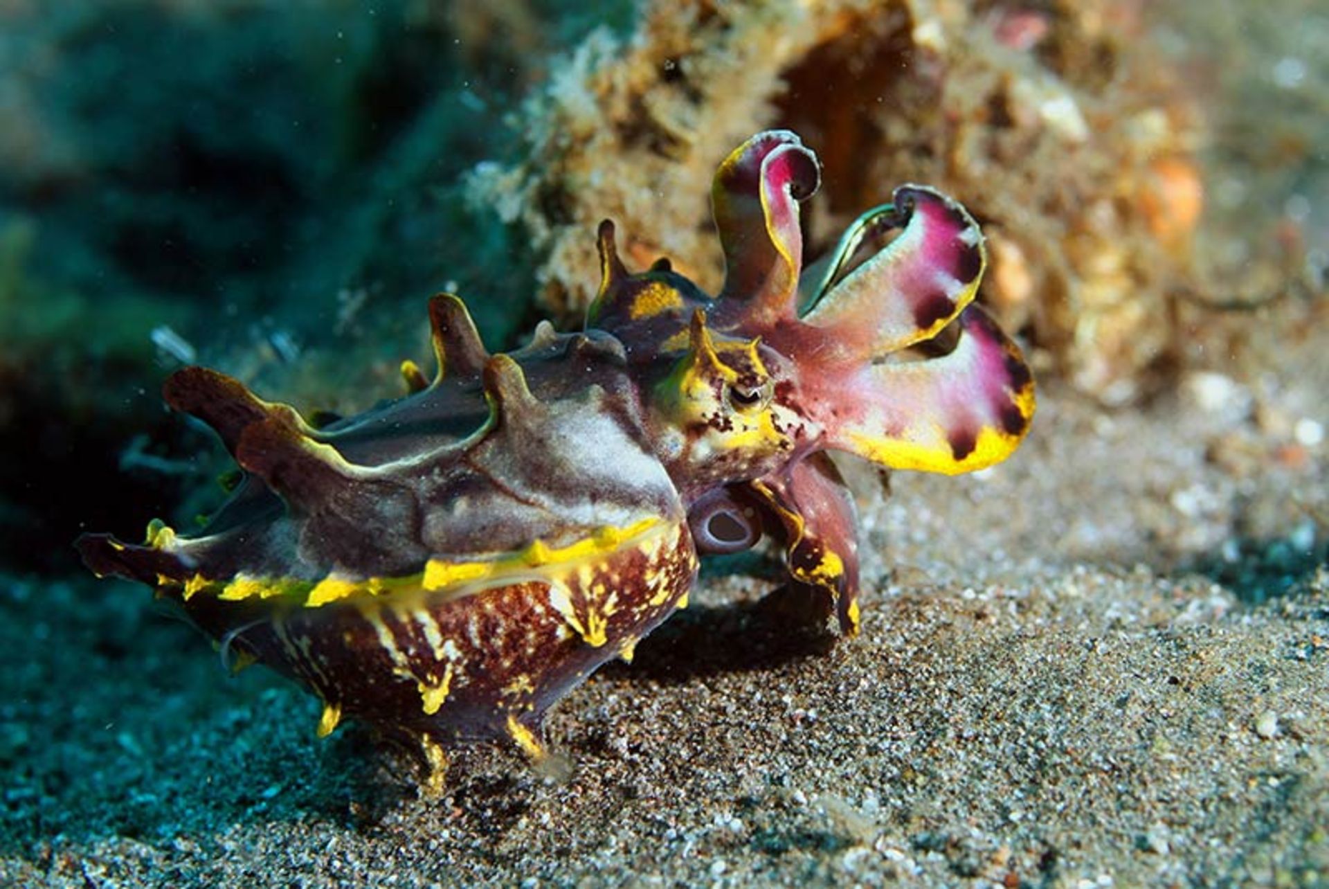 آبزی به نام Flamboyant-Cuttlefish