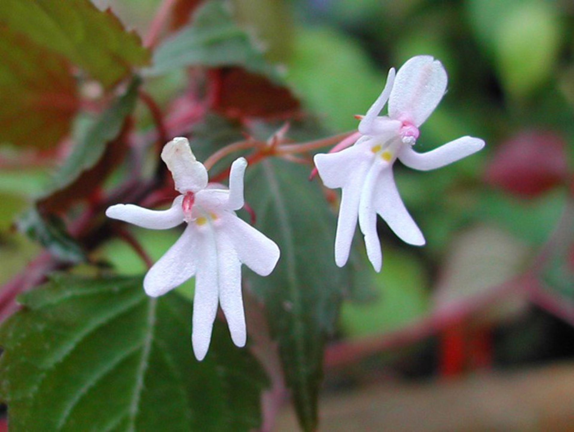 ارکیده دختران رقصان Dancing Girls Impatiens (Impatiens Bequaertii)